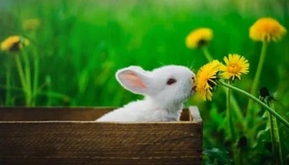 星空体育官网-东亚杯国足战败 球迷呼吁战术改革，东亚杯国足1比2日本